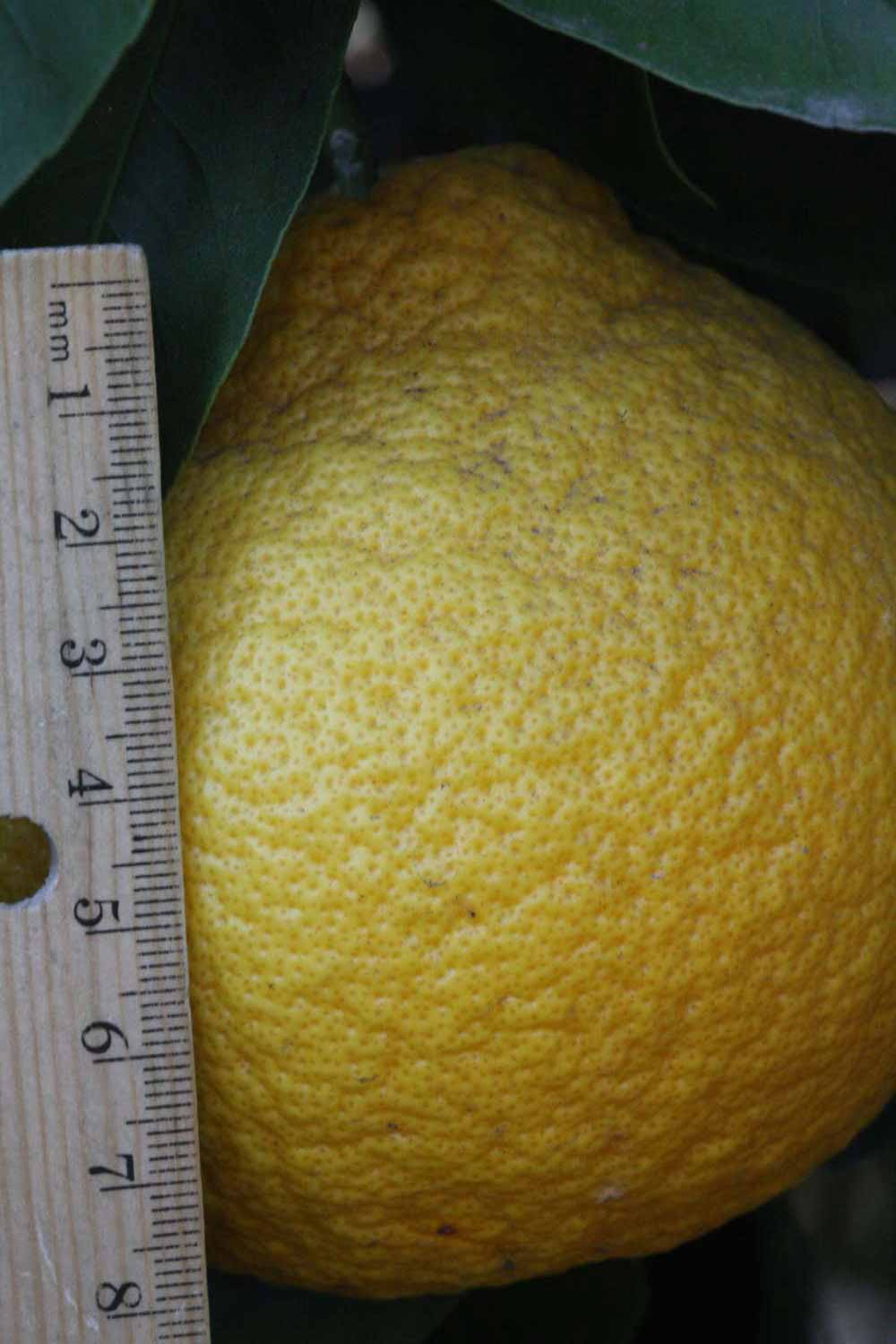              Fruit (Riverside, CA)       